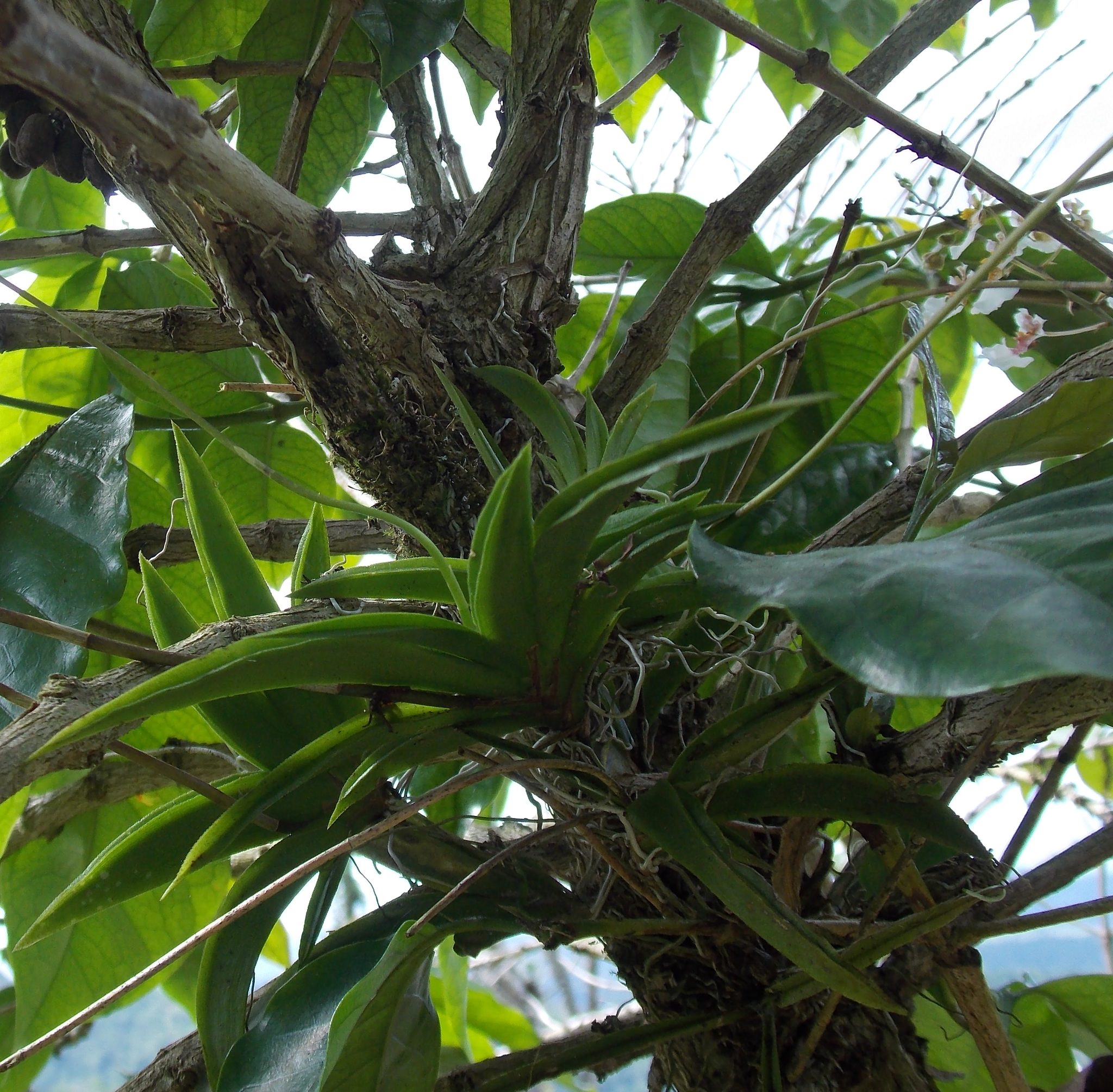 Oncidium pulchellum